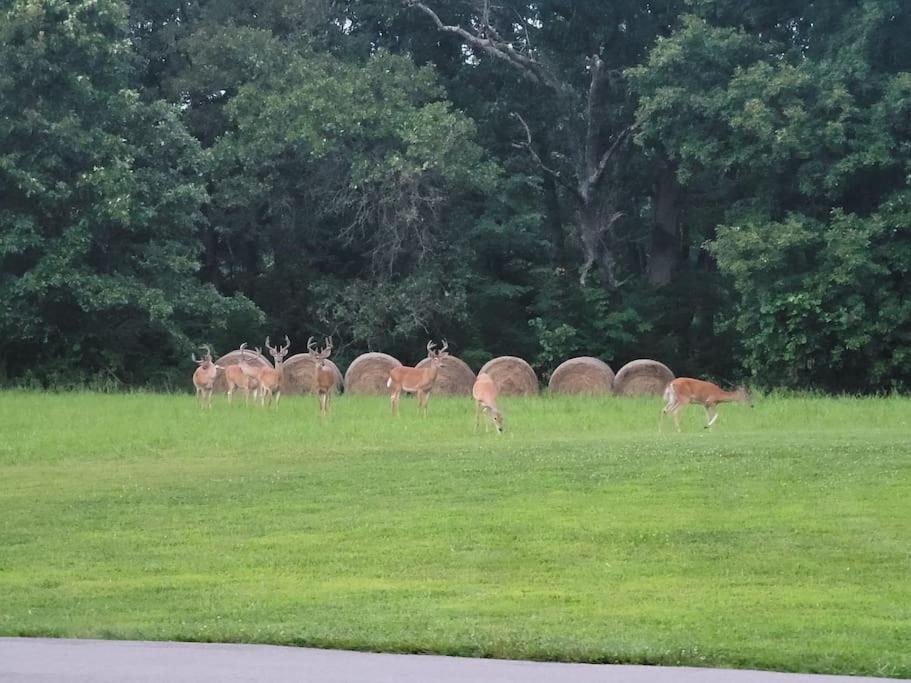 מלון Marshfield Deer Run Estate Llc מראה חיצוני תמונה